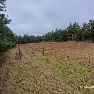 18.11.2025_Beginn Waldumwandlung
