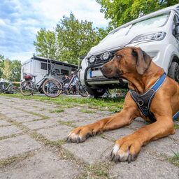 Camping mit Hund im Komfortcamping, Foto: Rico Schwarze - Gl&uuml;cksfoto GbR